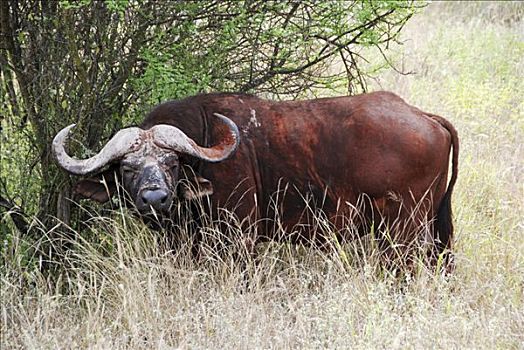 南非水牛,非洲水牛,公牛,萨布鲁国家公园,马赛马拉,肯尼亚,非洲