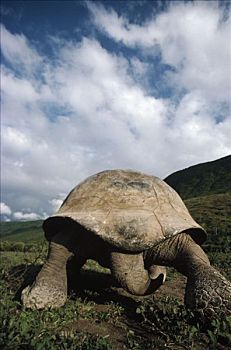 加拉帕戈斯巨龟,加拉帕戈斯象龟,后视图,阿尔斯多火山,伊莎贝拉岛,加拉帕戈斯群岛,厄瓜多尔