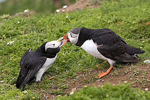 大西洋角嘴海雀,北极,两个,成年人,争斗,饲养,季节,斯科莫岛,彭布鲁克郡,威尔士,英国,欧洲