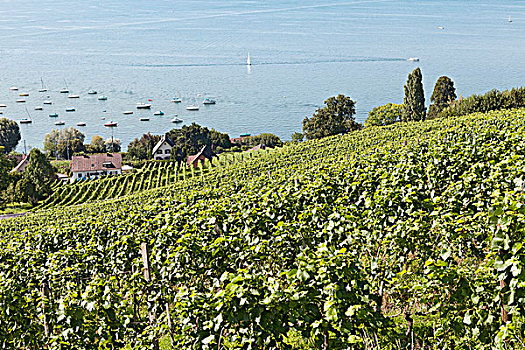葡萄园,葡萄酒厂,城堡,高处,康士坦茨湖,瑞士,欧洲