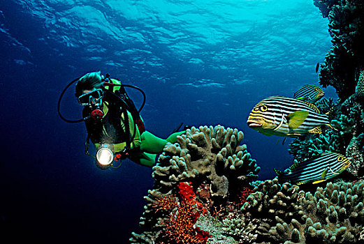 潜水者,珊瑚礁,马尔代夫,印度洋