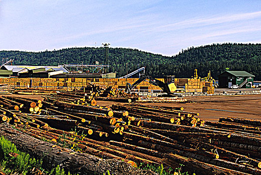 木材场,温哥华岛,不列颠哥伦比亚省,加拿大
