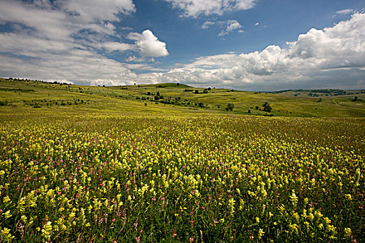 黄色,红豆草,花,草地,特兰西瓦尼亚,罗马尼亚,欧洲