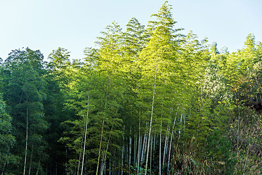 木坑竹海绿色竹林,中国安徽省黟县