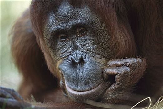 猩猩,黑猩猩,成年,休息,下巴,拿着,婆罗洲