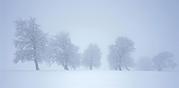 冬季风景,树,山毛榉,风景,自然,季节,冬天,雪,霜,寒冷,落叶树,积雪,灰色,阴暗,偏僻,孤单,安静,德国