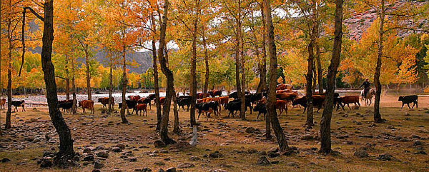 秋季牧场牛群