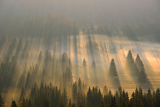 太阳光线,光泽,树林,雾,日出,风景,国家公园,省,黑山,欧洲