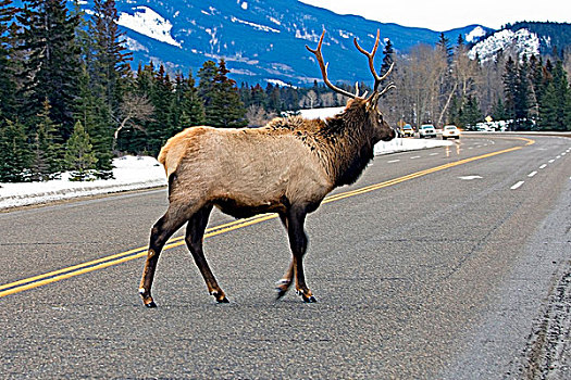 公麋鹿,鹿属,鹿,公路,碧玉国家公园,西部,艾伯塔省,加拿大