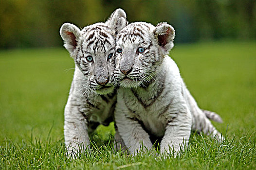 白色,虎,幼兽