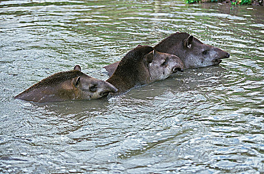 低地,貘,群,站在水中