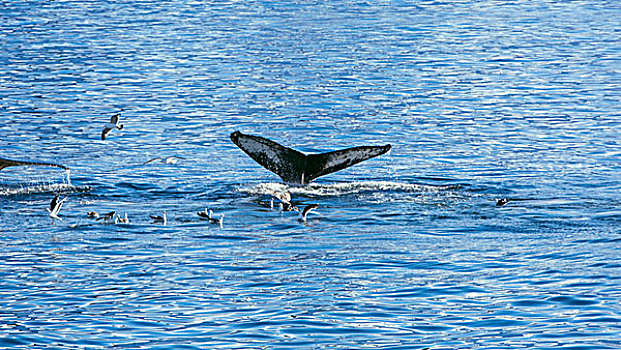 南极座头鲸