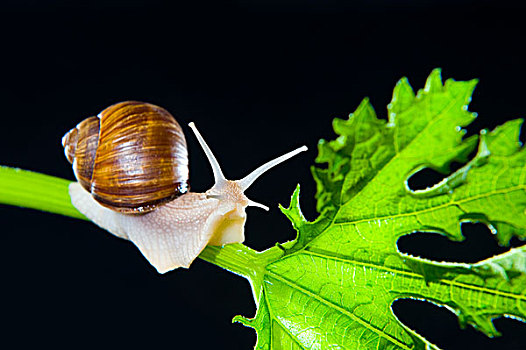 葡萄藤,蜗牛