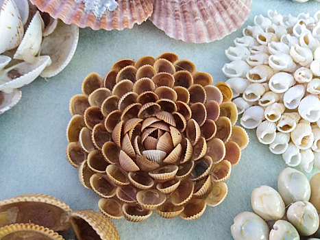 贝壳艺术