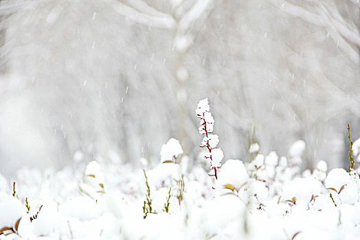 极简,雪景