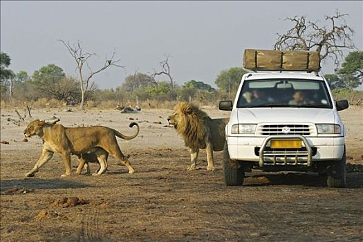 狮子,家庭,越野,汽车,游客,萨维提,博茨瓦纳,非洲