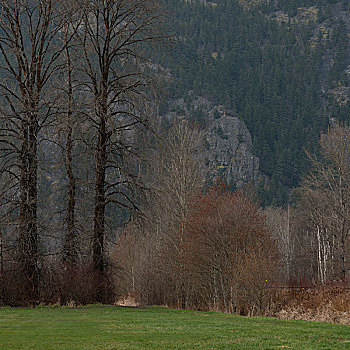 秃树,正面,山,惠斯勒,不列颠哥伦比亚省,加拿大