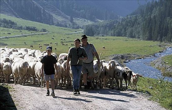 牧羊人,男人,孩子,绵羊,哺乳动物,山谷,宠物,草场,农业,提洛尔,奥地利,欧洲,动物