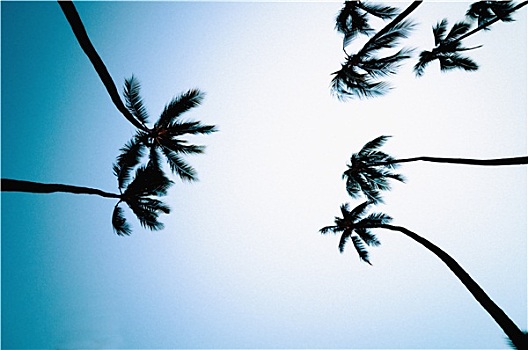 棕榈树,蓝天背景