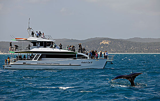 观鲸,尾部,驼背,鲸,正面,岛屿,赫维湾,昆士兰,澳大利亚