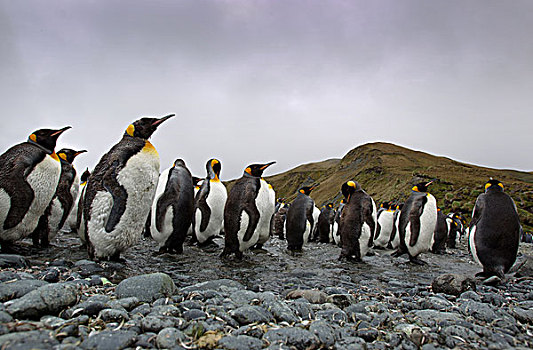 帝企鹅,麦夸里岛,南大洋