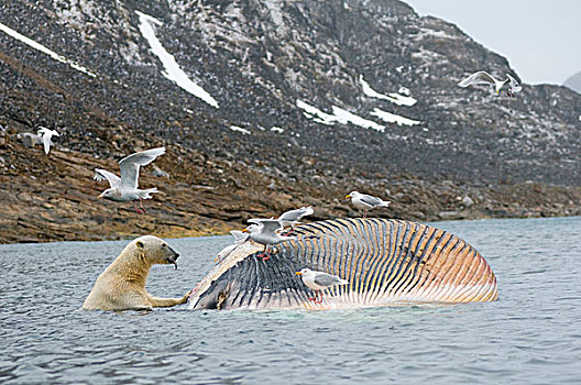 挪威,斯瓦尔巴群岛,斯匹次卑尔根岛,北极熊,海鸥,腐食,畜体,鳍鲸,长须鲸,漂浮,海岸