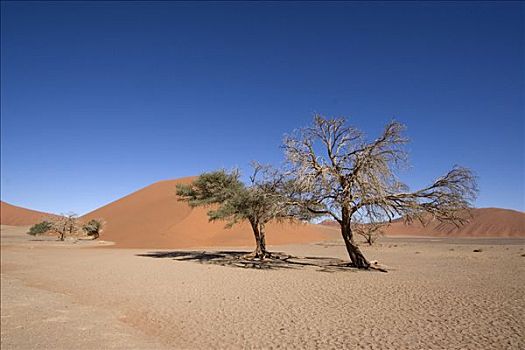 沙丘,风景,树,前景,索苏维来地区,纳米比亚,非洲
