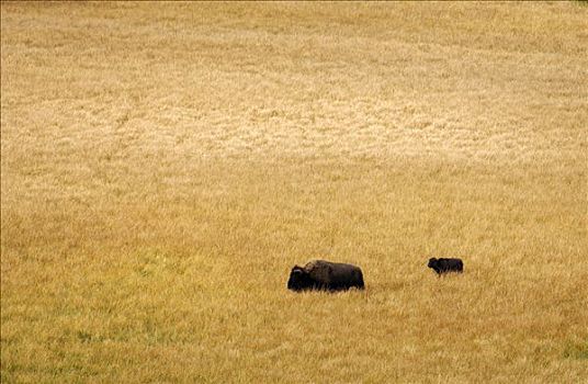 水牛,黄石国家公园,怀俄明,美国