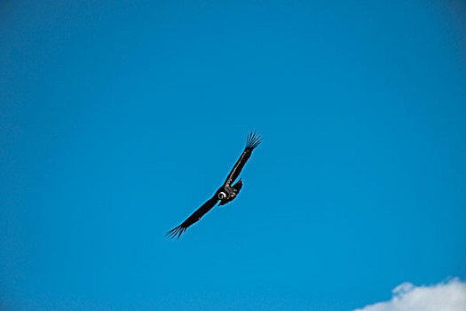 安第斯秃鹰,图表,托雷德裴恩国家公园,巴塔哥尼亚,区域,南方,智利