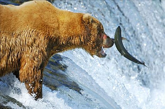 棕熊,熊,尝试,抓住,三文鱼,瀑布,布鲁克斯河,溪流,卡特麦国家公园,阿拉斯加,美国