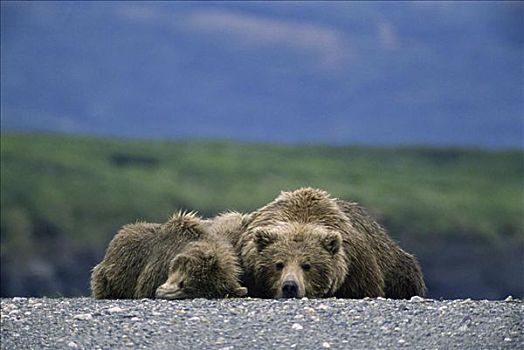 棕熊,阿拉斯加,美国