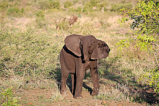 非洲象,小动物,威胁,动作,禁猎区,克鲁格国家公园,南非,非洲