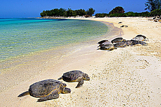 绿海,海龟,龟类,室外,海滩,中途岛,夏威夷,美国