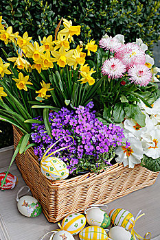 篮子,复活节彩蛋,黄色,水仙花,白色,樱草花,雏菊