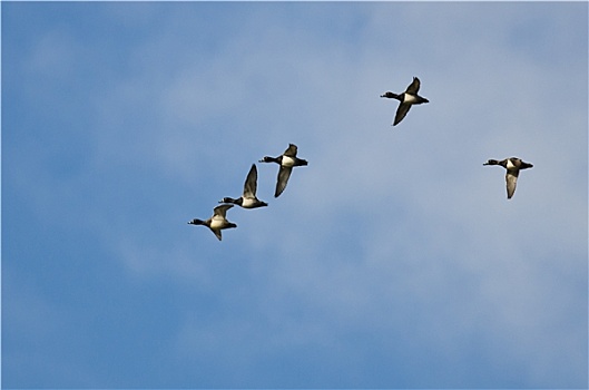 成群,环颈鸭,飞,蓝天
