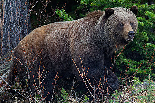 大灰熊,棕熊,碧玉国家公园,艾伯塔省,加拿大