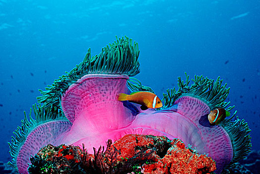 葵鱼,马尔代夫,印度洋