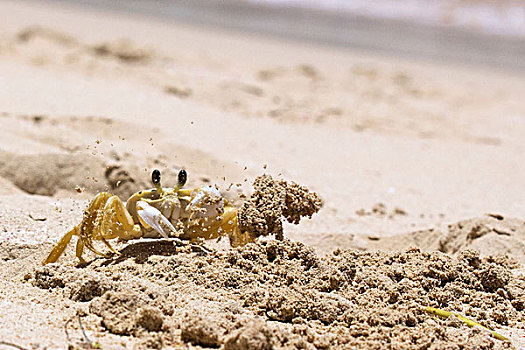 灵异,螃蟹,萨玛纳,多米尼加共和国