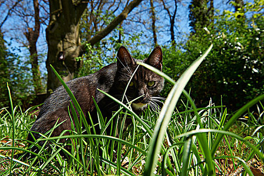 猫,坐,草地,看镜头