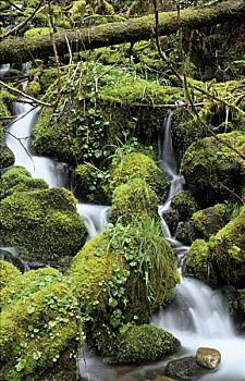 小溪,苔藓,垫,温带雨林,雷尼尔山国家公园,华盛顿