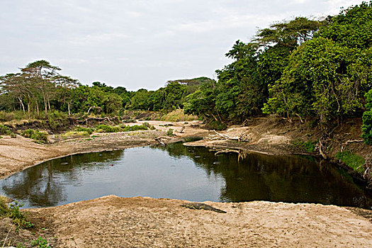 非洲,坦桑尼亚,尼罗鳄,河马,水池,塞伦盖蒂国家公园