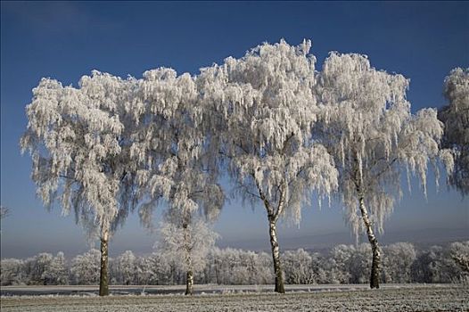 霜冻,白桦,树,桦属,北方,黑森州,德国,欧洲