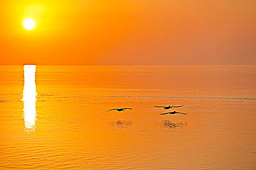 三个,褐色鹈鹕,日出,佛罗里达礁岛群,佛罗里达,美国