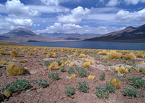 智利,大,干燥地带,山,小,湖