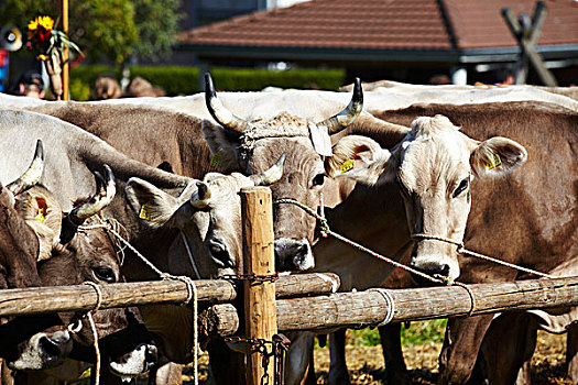 母牛,阿彭策尔,瑞士,欧洲