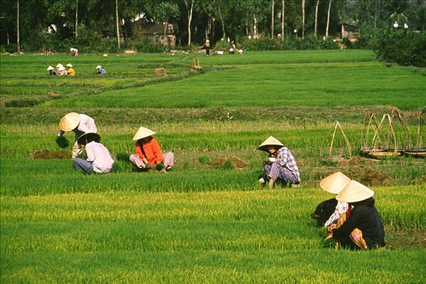 农民,工作,稻田,户外,岘港,越南