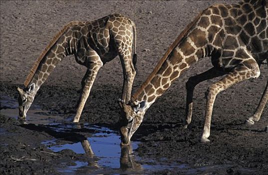 喝,长颈鹿,埃托沙国家公园,纳米比亚