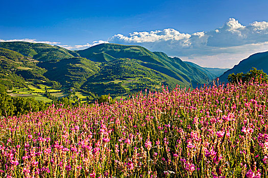 野花,山坡,靠近,翁布里亚,意大利