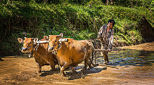 农民,耕作,稻田,水,水牛,巴厘岛,印度尼西亚,亚洲