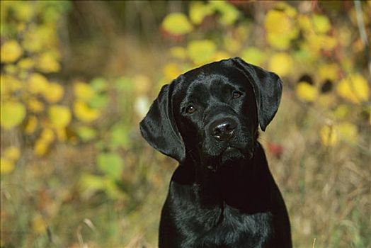 黑色拉布拉多犬,狗,肖像,小狗
